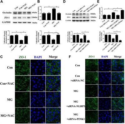 PINK1-Dependent Mitophagy Reduced Endothelial Hyperpermeability and Cell Migration Capacity Under Simulated Microgravity